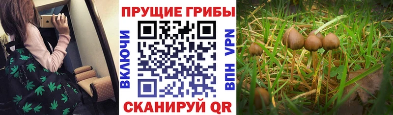 MEGA онион Болгар Псилоцибиновые грибы прущие грибы